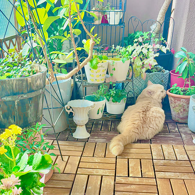 naokoさんの部屋