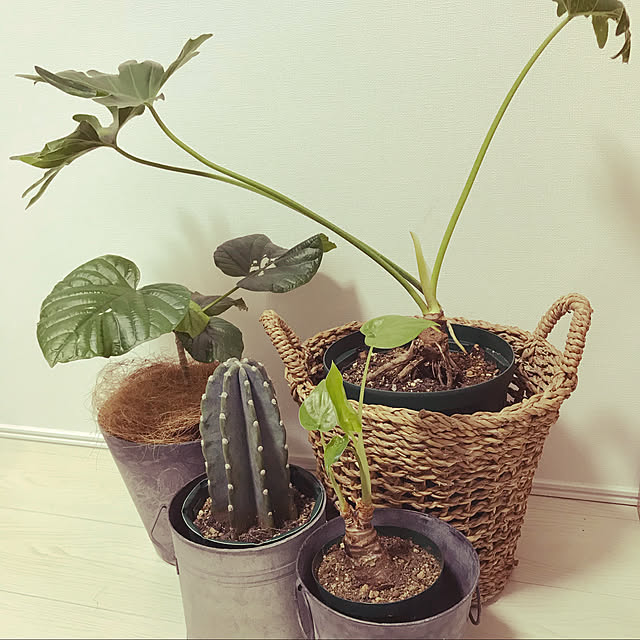 aihanさんの実例写真