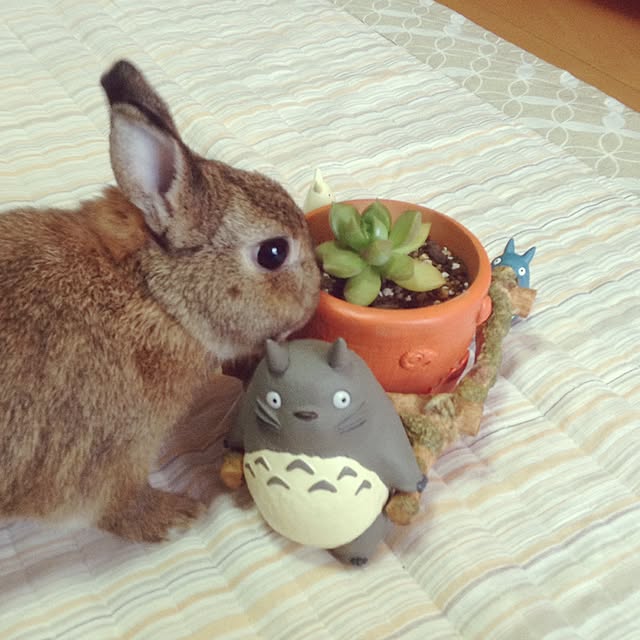yuzu0223さんの実例写真
