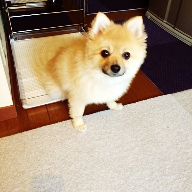 nakaharasuzukaさんの実例写真