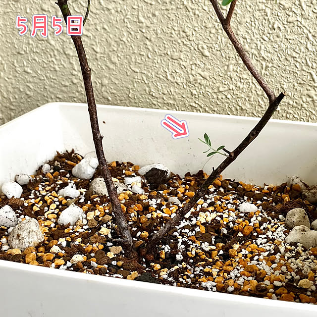 kagomamaさんの部屋