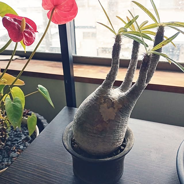 brooklynさんの実例写真