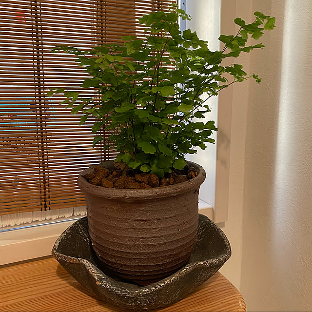 お洒落な空間/お洒落な植木鉢がほしい/備前焼/植物のある暮らし/モノトーン...などのインテリア実例 - 2021-05-30 18:31:47