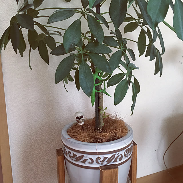 chippa8さんの実例写真