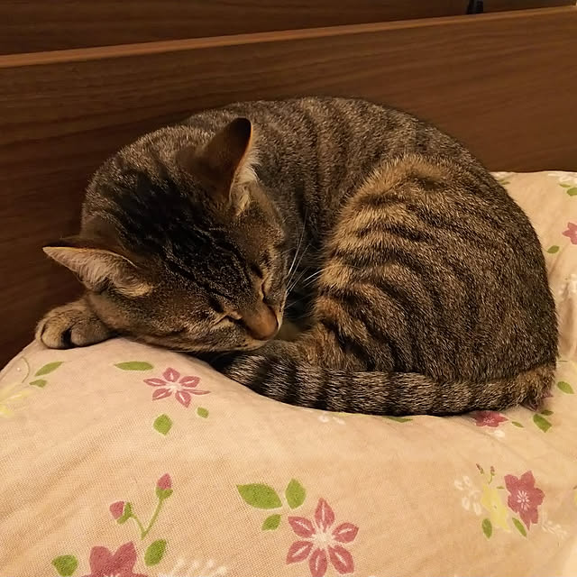 youkoasaさんの実例写真
