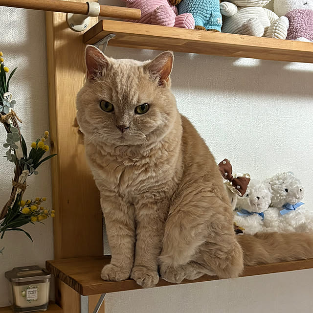 naokoさんの部屋