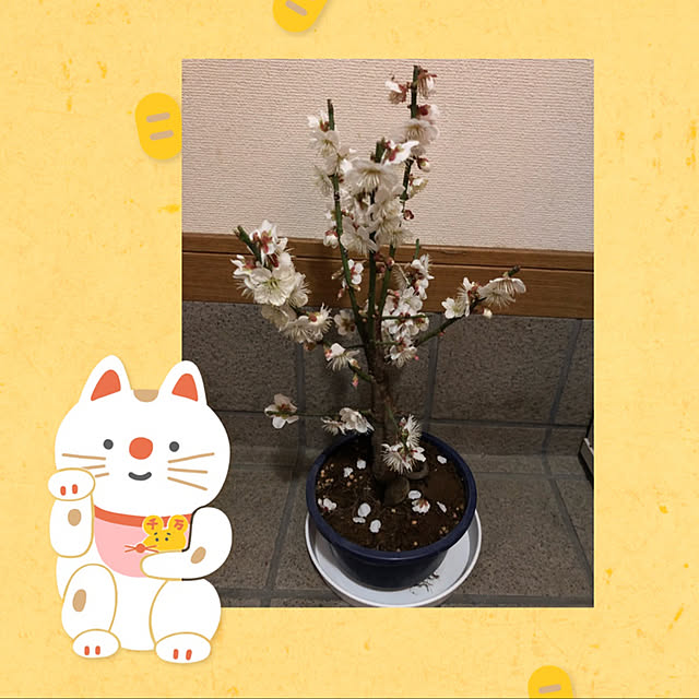 mocoさんの実例写真