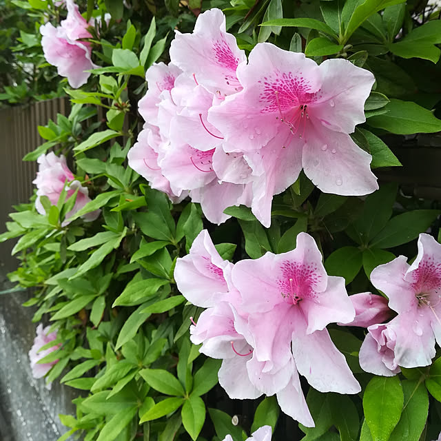amanojakuさんの実例写真