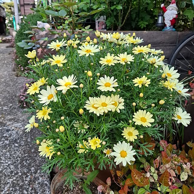 midoriさんの実例写真