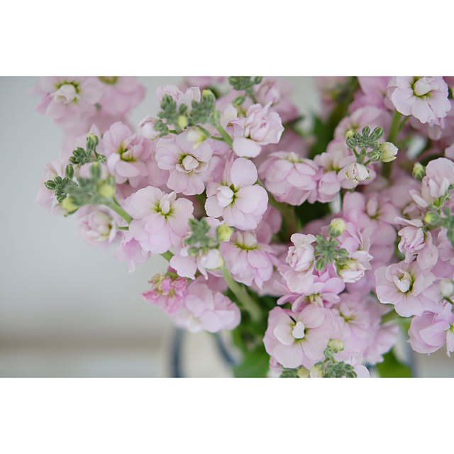 noriflowerさんの部屋