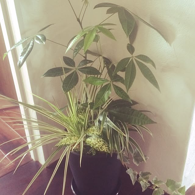 ailovefamilyさんの実例写真
