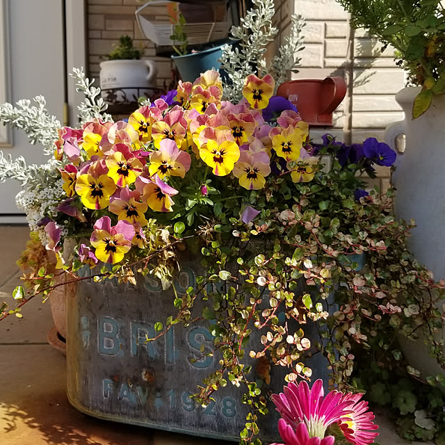 myuさんの実例写真