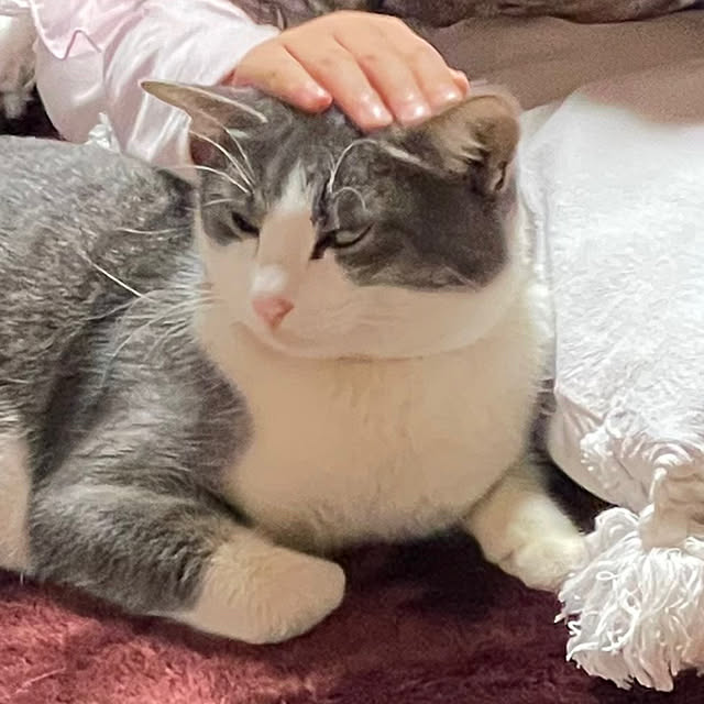 nekosamaさんの部屋