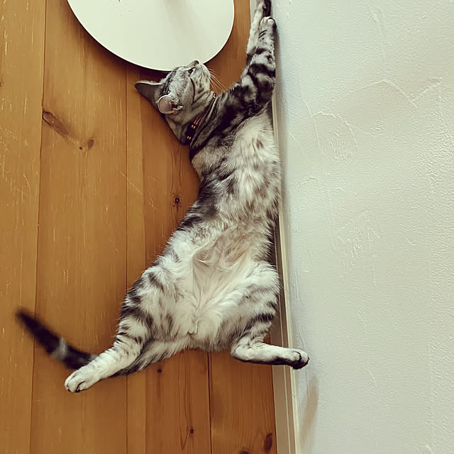 wahahaさんの実例写真