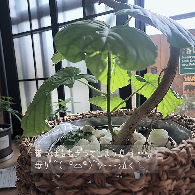 CYNOSさんの実例写真