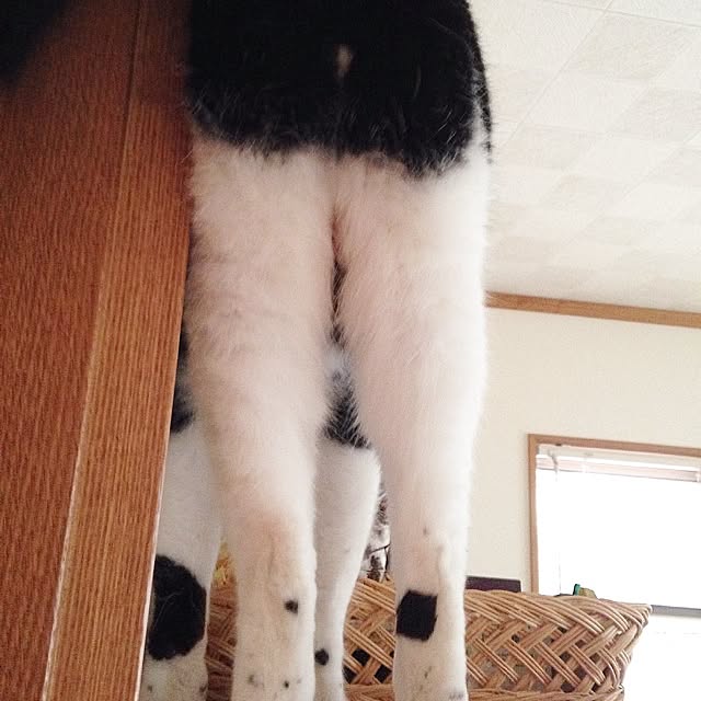 utataneさんの実例写真