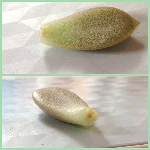 aipobabyさんの実例写真