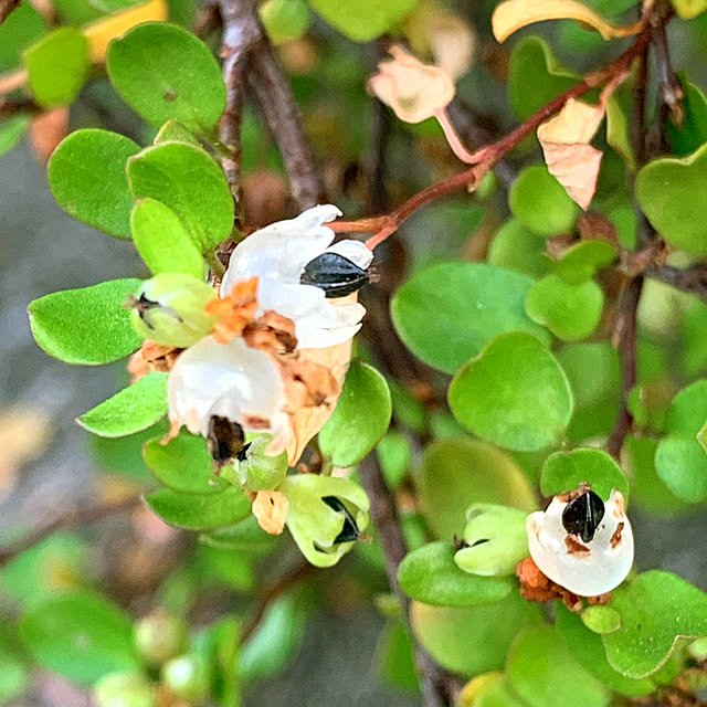 eshinobumさんの実例写真