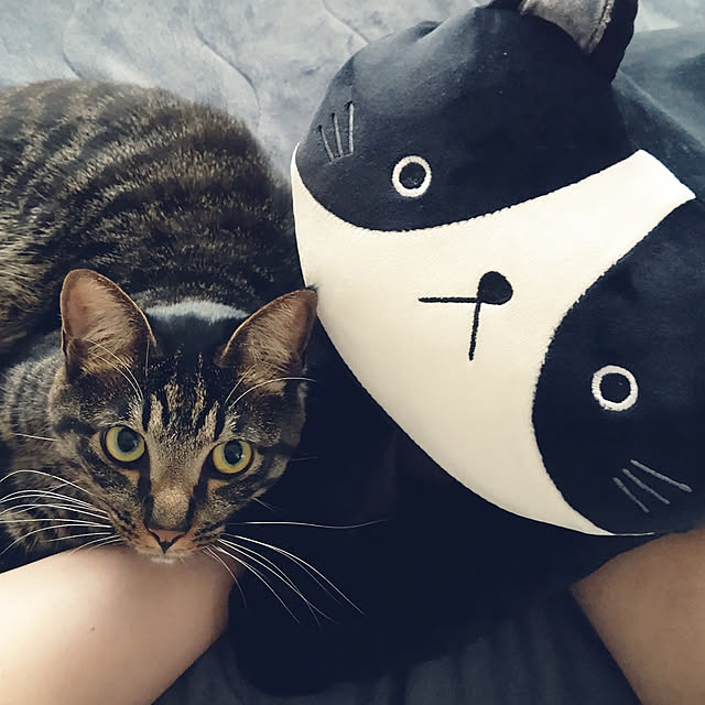 hihaさんの実例写真