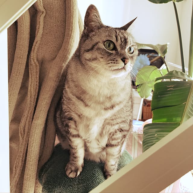 CHIEさんの実例写真