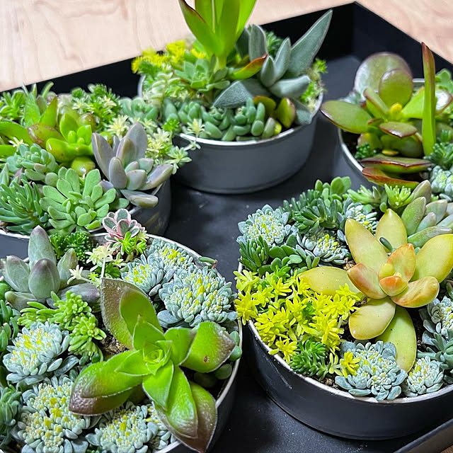多肉植物/玄関/入り口のインテリア実例 - 2022-04-30 19:56:54