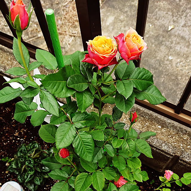 sbhさんの実例写真