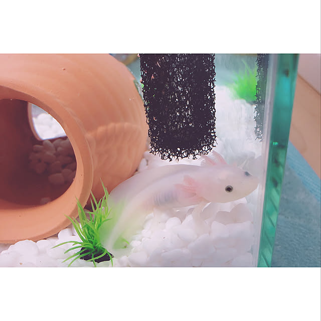 Azunyanさんの実例写真