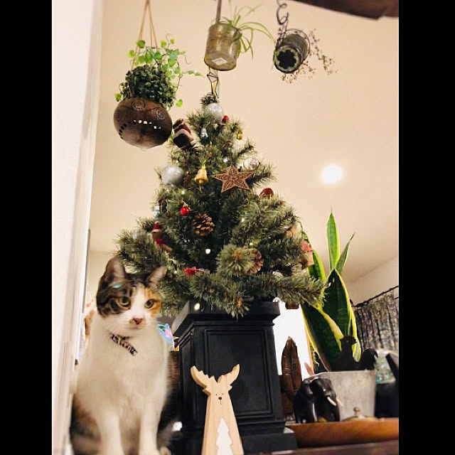 Maruさんの実例写真