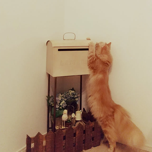 makoさんの実例写真