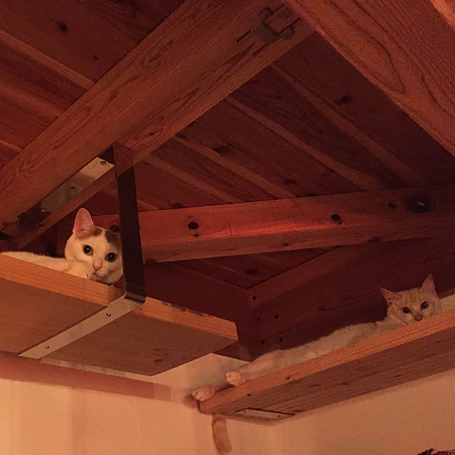 sakurasakuさんの実例写真
