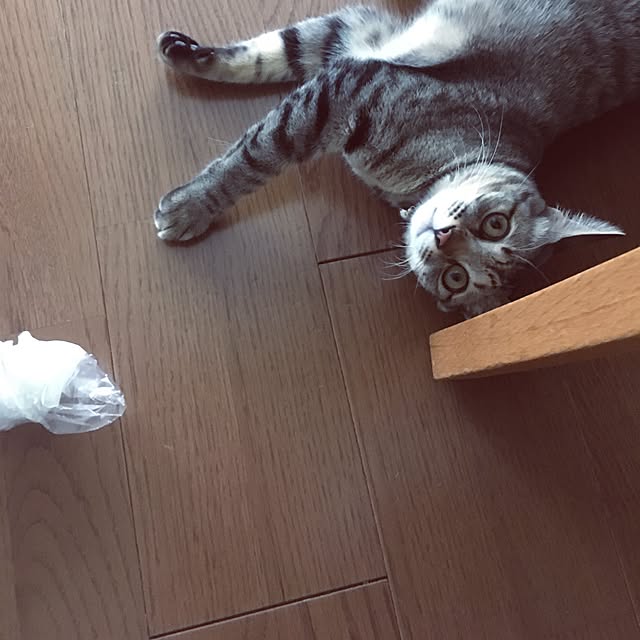 sayasさんの実例写真