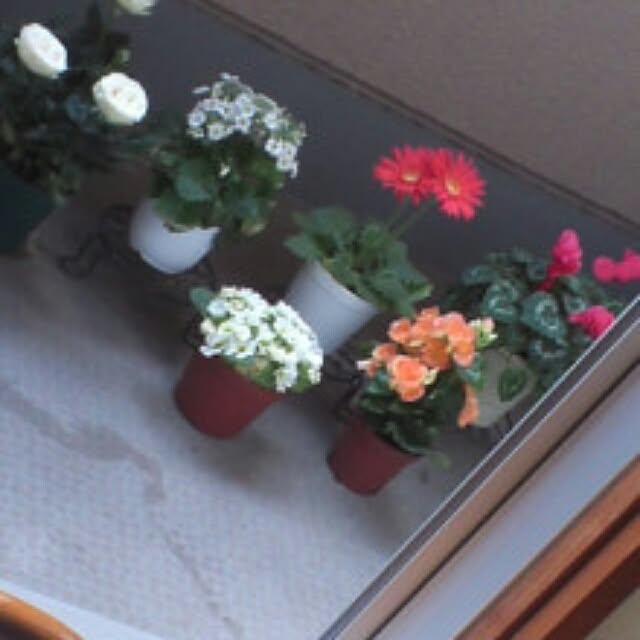 実例写真
