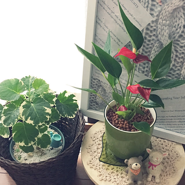 玄関/入り口/コーナンの鉢植え/ミニ❤︎アンスリューム/小さな眺め♡❤️♡/❇︎可愛い物大好き倶楽部❇︎...などのインテリア実例 - 2018-05-26 03:08:52