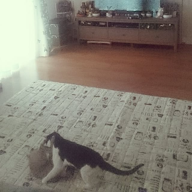 hoshiさんの実例写真