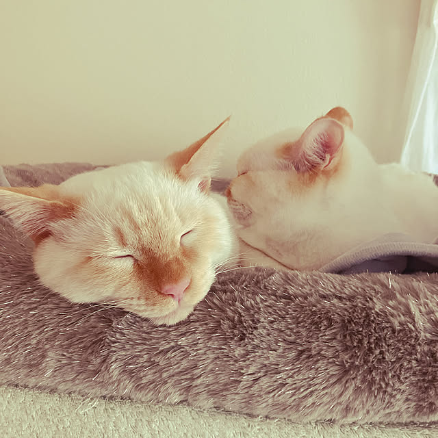 YUKIFUKUさんの実例写真