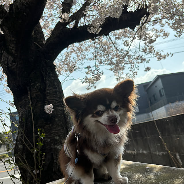 chIoeさんの部屋