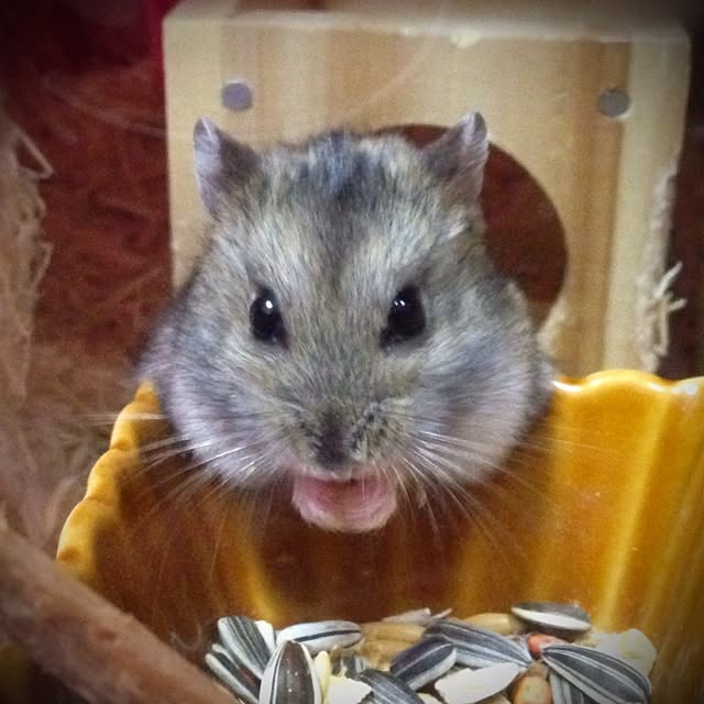 hi_iroさんの実例写真