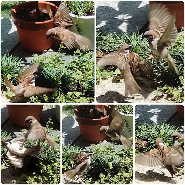 faunさんの実例写真