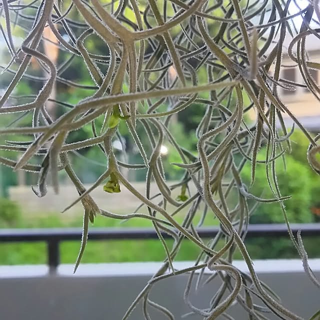 Shihoさんの実例写真