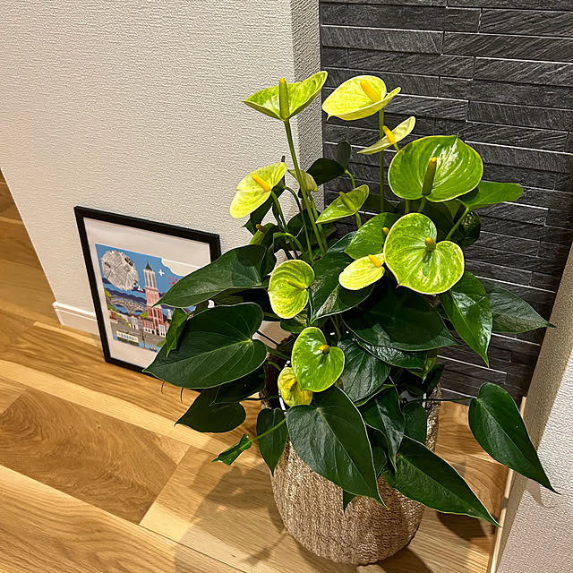 miffy.0044さんの実例写真