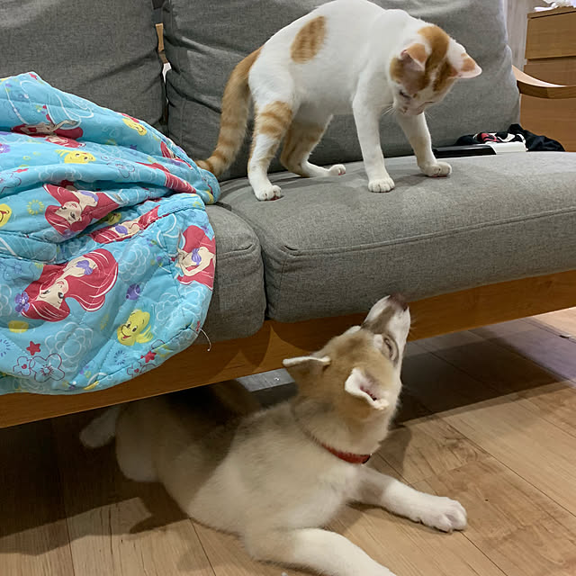 ayakonさんの実例写真