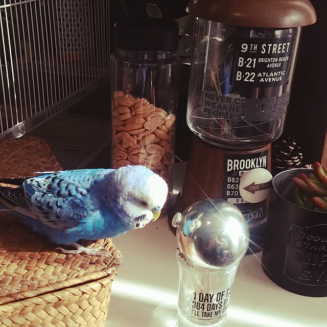 opiopiopiさんの実例写真