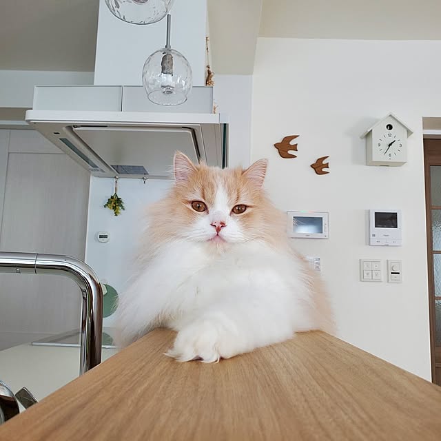 annyaさんの部屋