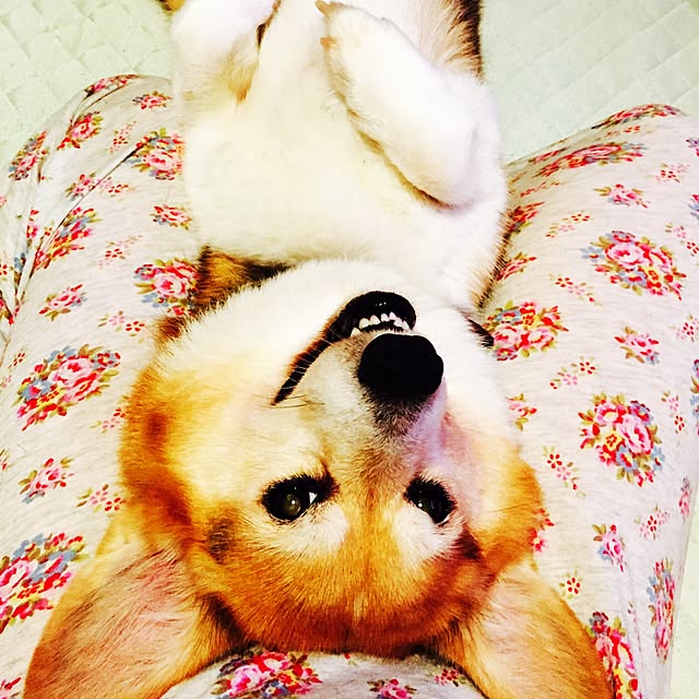 kumiさんの実例写真