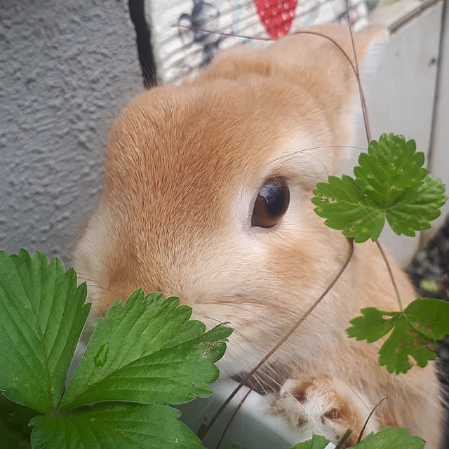 aiさんの実例写真