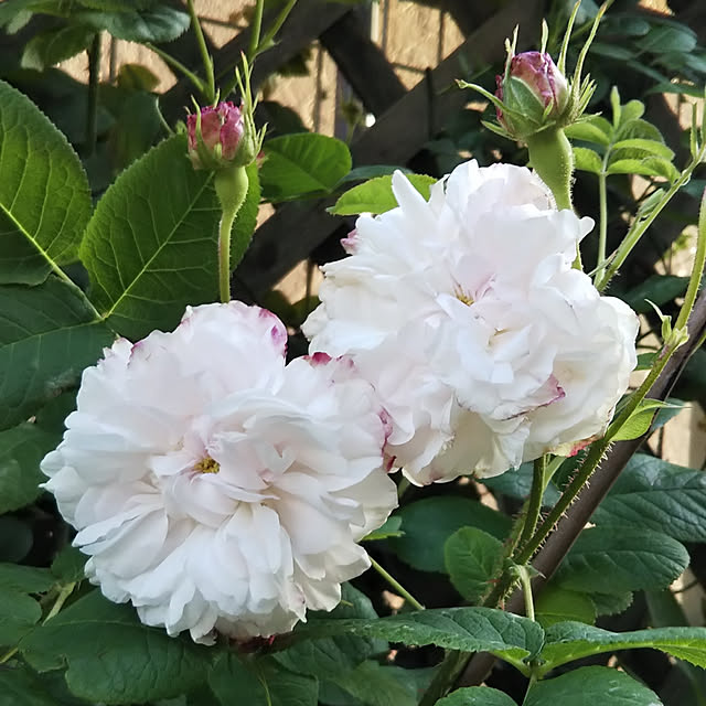 yum0408さんの実例写真