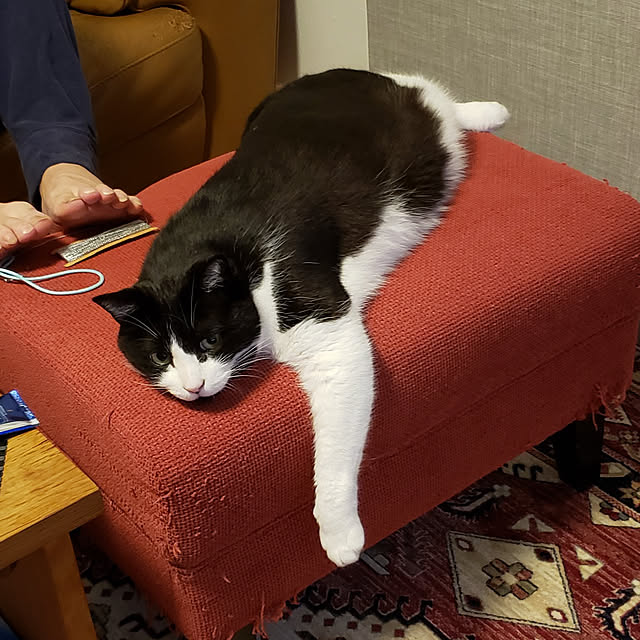 nyagosanさんの実例写真