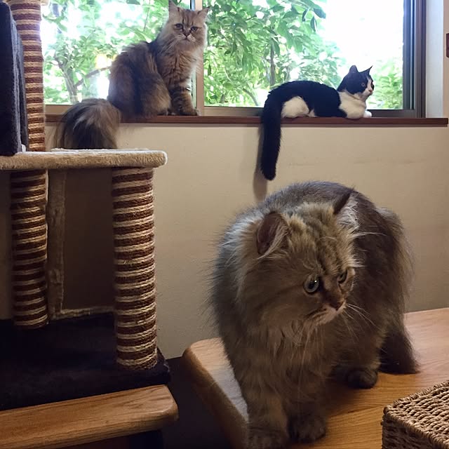 butachanさんの実例写真