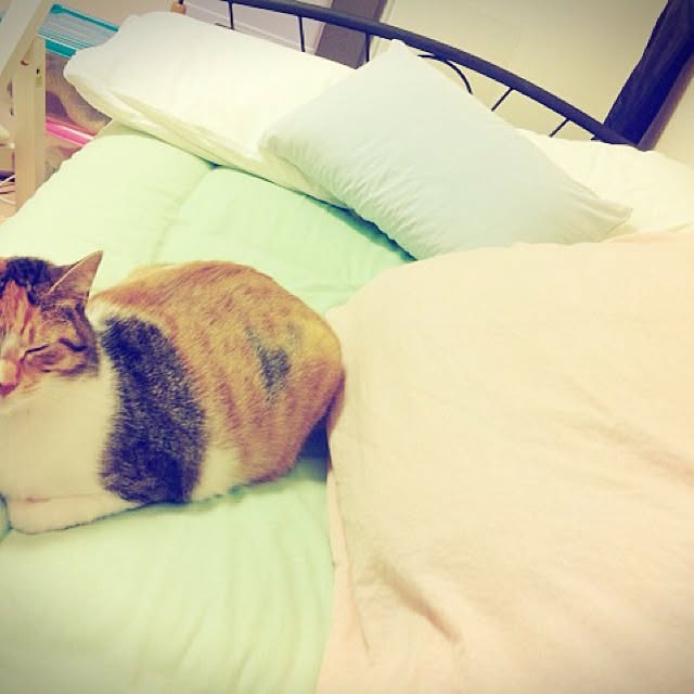 meriiさんの実例写真