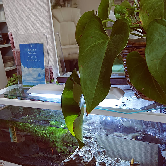hi..ihさんの実例写真